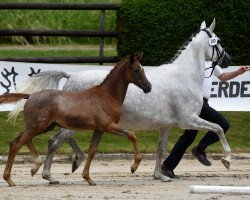 dressage horse Santa Cordialità (Trakehner, 2021, from Freiherr von Stein)