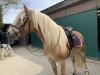 dressage horse Alpia (Haflinger, 2016, from Anthony's Hill)