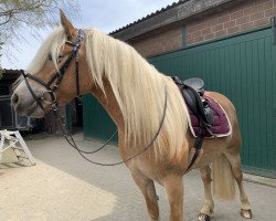 dressage horse Alpia (Haflinger, 2016, from Anthony's Hill)