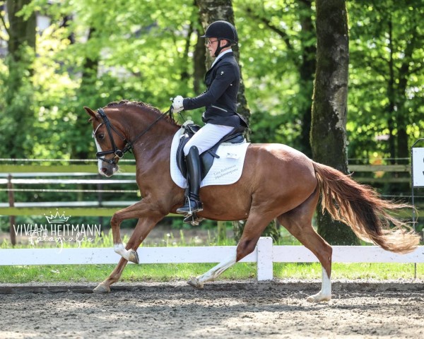 dressage horse Next Darling M (German Riding Pony, 2021, from Fs Numero Uno)