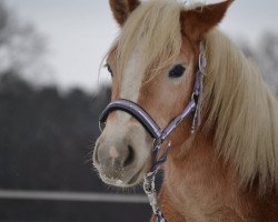 Dressurpferd Almrose (Haflinger, 2016, von Anthony's Hill)