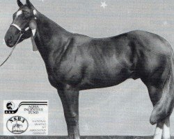 Pferd Mr Charming Contour (Quarter Horse, 1996, von Contoured)