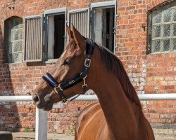dressage horse Flavienne FL (Oldenburg, 2021, from Fuechtels Floriscount OLD)