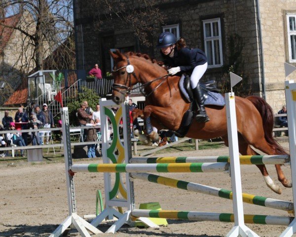 horse Nanchos Sunrise JF (German Riding Pony, 2020, from Heidbergs Nancho Nova)