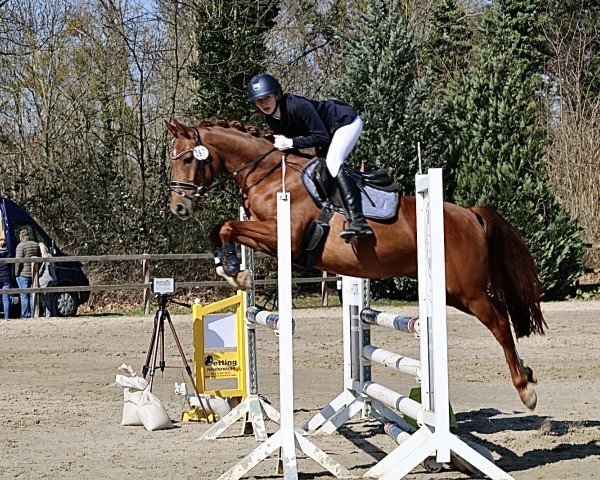 Pferd Nanchos Sunrise JF (Deutsches Reitpony, 2020, von Heidbergs Nancho Nova)