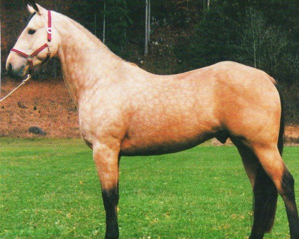 stallion Dun Her Proud (Quarter Horse, 1992, from Dun Commander)