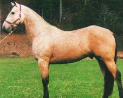 Deckhengst Dun Her Proud (Quarter Horse, 1992, von Dun Commander)