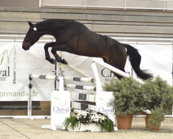 Springpferd Iovanni de Tatihou (Selle Français, 2018, von Giovani de La Pomme)