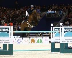 Deckhengst Giovani de La Pomme (Belgisches Warmblut, 2006, von Shindler de Muze)