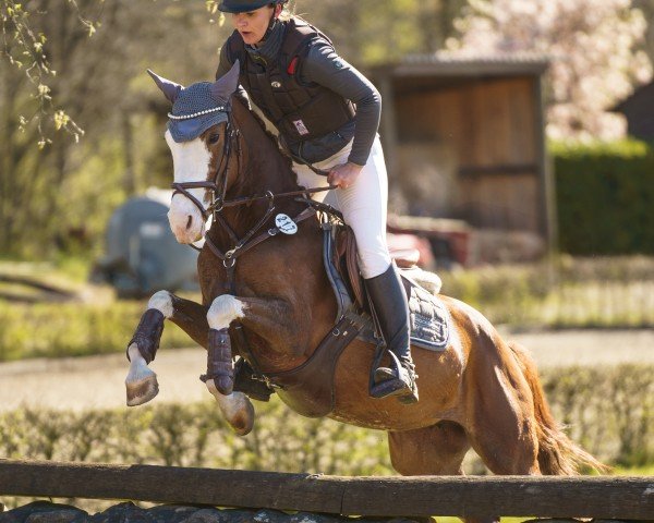 horse Massalina T (German Riding Pony, 2019, from Mentos Charmeur)