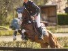 Pferd Massalina T (Deutsches Reitpony, 2019, von Mentos Charmeur)