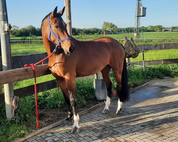 dressage horse Benita (Rhinelander, 2018, from Callaho's Benicio)