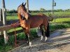 dressage horse Benita (Rhinelander, 2018, from Callaho's Benicio)