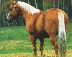 horse Chichs Command (Quarter Horse, 1979, from King Fritz)