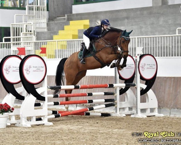 Springpferd Acichello PS (Oldenburger, 2012, von Action-Breaker)