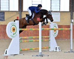 jumper Etna (KWPN (Royal Dutch Sporthorse), 2009, from Canturano I)