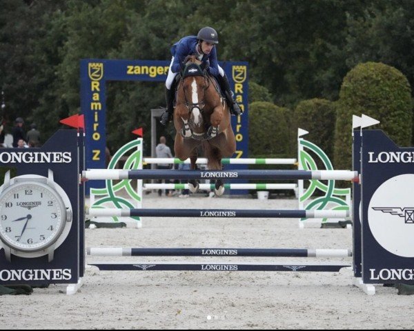 jumper Cabellathaga PS (Oldenburg show jumper, 2017, from Caballero 80)