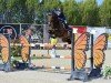 jumper Flubber Della Corte (Sella Italiano, 2012, from Contendro I)