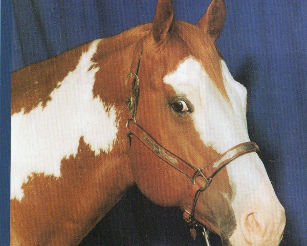 horse Clarks Rackefeller (Paint Horse, 1993, from Clarke Kent)