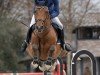jumper Quiller (Holsteiner, 2008, from Quidam de Revel)