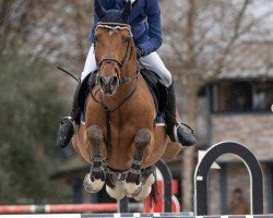 jumper Quiller (Holsteiner, 2008, from Quidam de Revel)