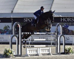 Springpferd Esprit de La Roque (KWPN (Niederländisches Warmblut), 2009, von Kannan)