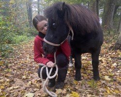 horse Dino (Shetland Pony, 2009)