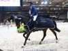 jumper Karnivale van 't Klavershof (Belgian Warmblood, 2010, from Nonstop)