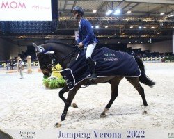 jumper Karnivale van 't Klavershof (Belgian Warmblood, 2010, from Nonstop)