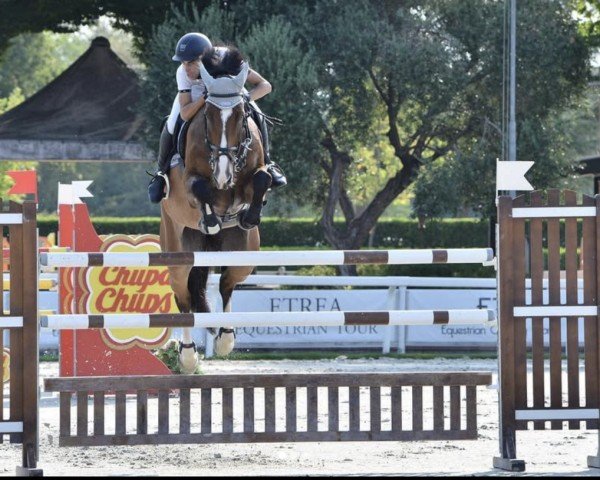jumper Jaco-Blue (KWPN (Royal Dutch Sporthorse), 2014, from Zirocco Blue)