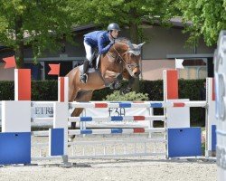 jumper Aranykapu Adaman (Holsteiner, 2016, from Adagio de Talma)
