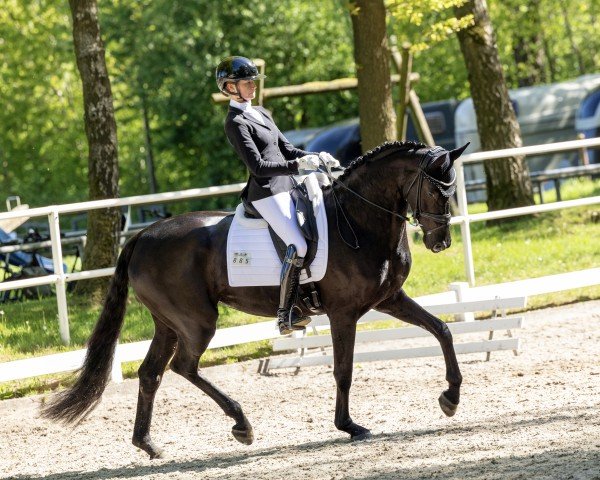 Dressurpferd Rimaldra (KWPN (Niederländisches Warmblut), 2021, von Fürst Samarant)