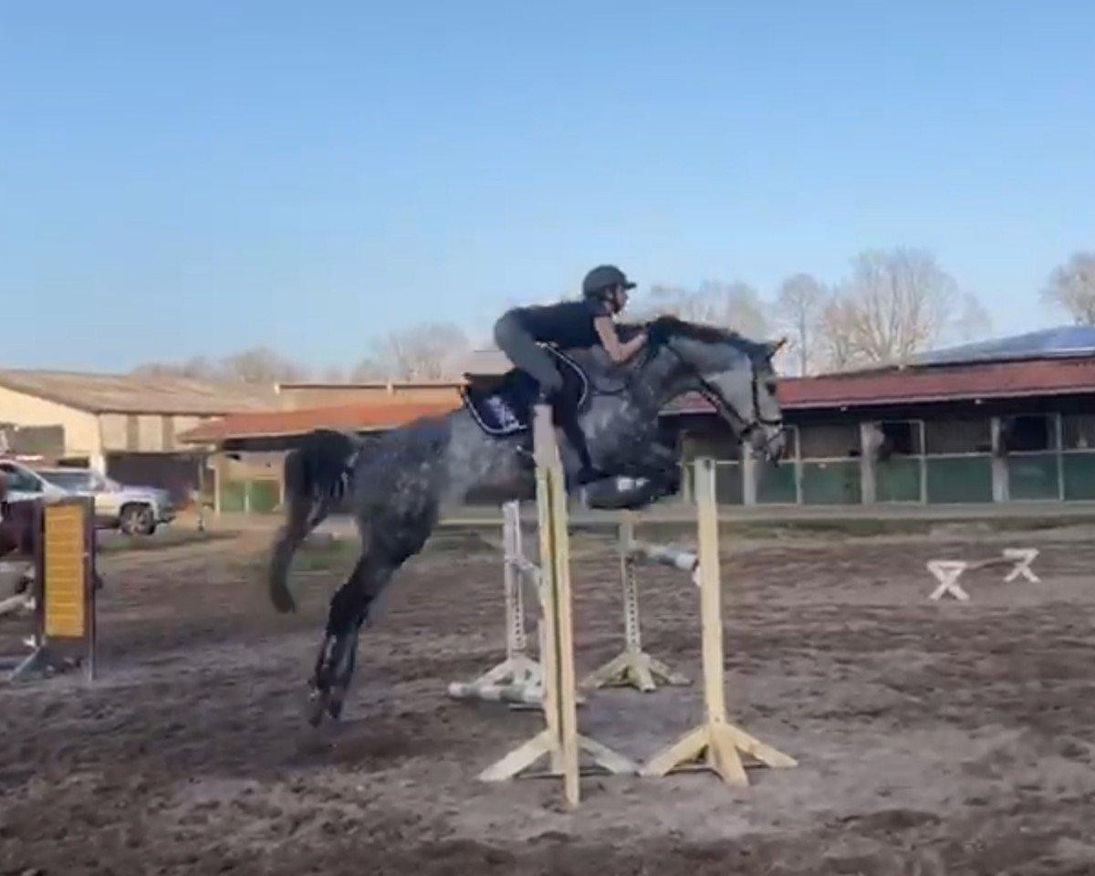 jumper Catching The Sun (Holsteiner, 2014, from Corrado I)