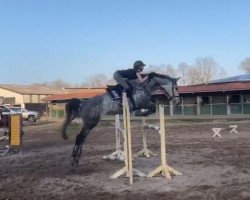 jumper Catching The Sun (Holsteiner, 2014, from Corrado I)