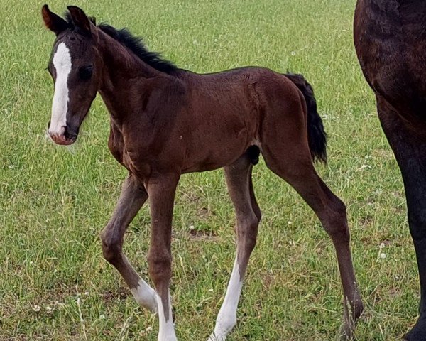 horse Remiro (Oldenburg, 2021, from Rasputin)