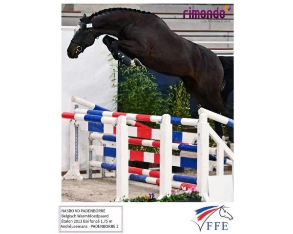stallion NASBO VAN DE PADENBORRE (Belgian Warmblood, 2013, from Iron Man van de Padenborre)