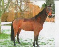 dressage horse Frecher Fricz (Bavarian, 2005, from First Boy)
