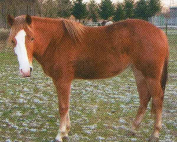 horse Kitty (Paint Horse, 2010, from A Special Zip)