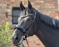 dressage horse Sincerely Silver (Hanoverian, 2018, from Secret)