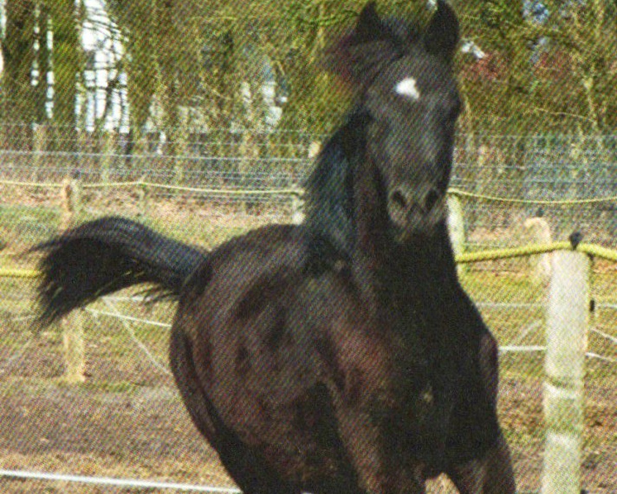 Pferd Char Coal (Vollblutaraber, 2012, von Black Astir ox)