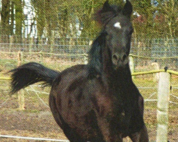 Pferd Char Coal (Vollblutaraber, 2012, von Black Astir ox)