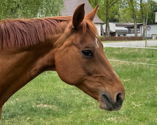 broodmare Ruby (Oldenburg, 2008, from Swarovski)