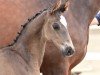 dressage horse Extraordinary (Westphalian, 2023, from Expectation PS)