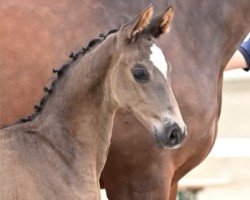 dressage horse Extraordinary (Westphalian, 2023, from Expectation PS)