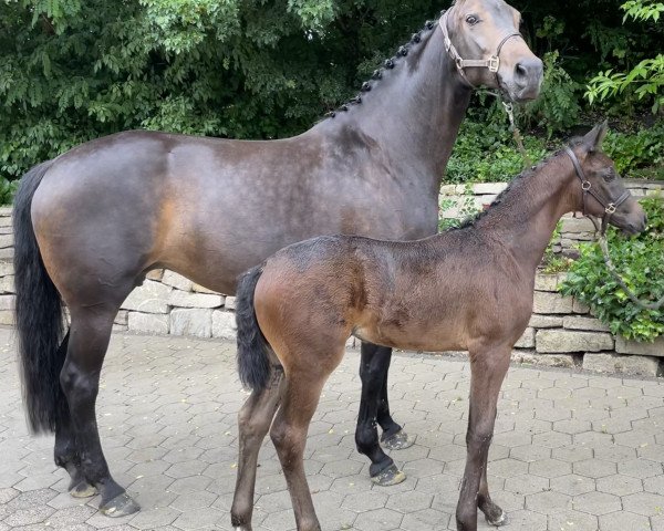 dressage horse Rising Sun (Westphalian, 2021, from Raven)