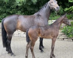 dressage horse Rising Sun (Westphalian, 2021, from Raven)