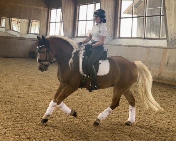Dressurpferd Armaari SCH (4,93% ox) (Edelbluthaflinger, 2018, von Armani Ass (4,004% ox))