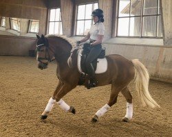Dressurpferd Armaari SCH (4,93% ox) (Edelbluthaflinger, 2018, von Armani Ass (4,004% ox))
