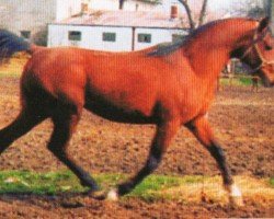 Deckhengst Merlin II ox (Vollblutaraber, 1993, von Mansul ox)