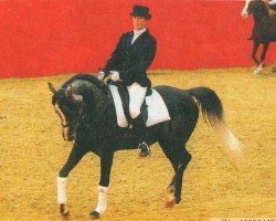 stallion Szar Szara Cham Dell Lilla ox (Arabian purebred, 2000, from Mascha-Farag ox)
